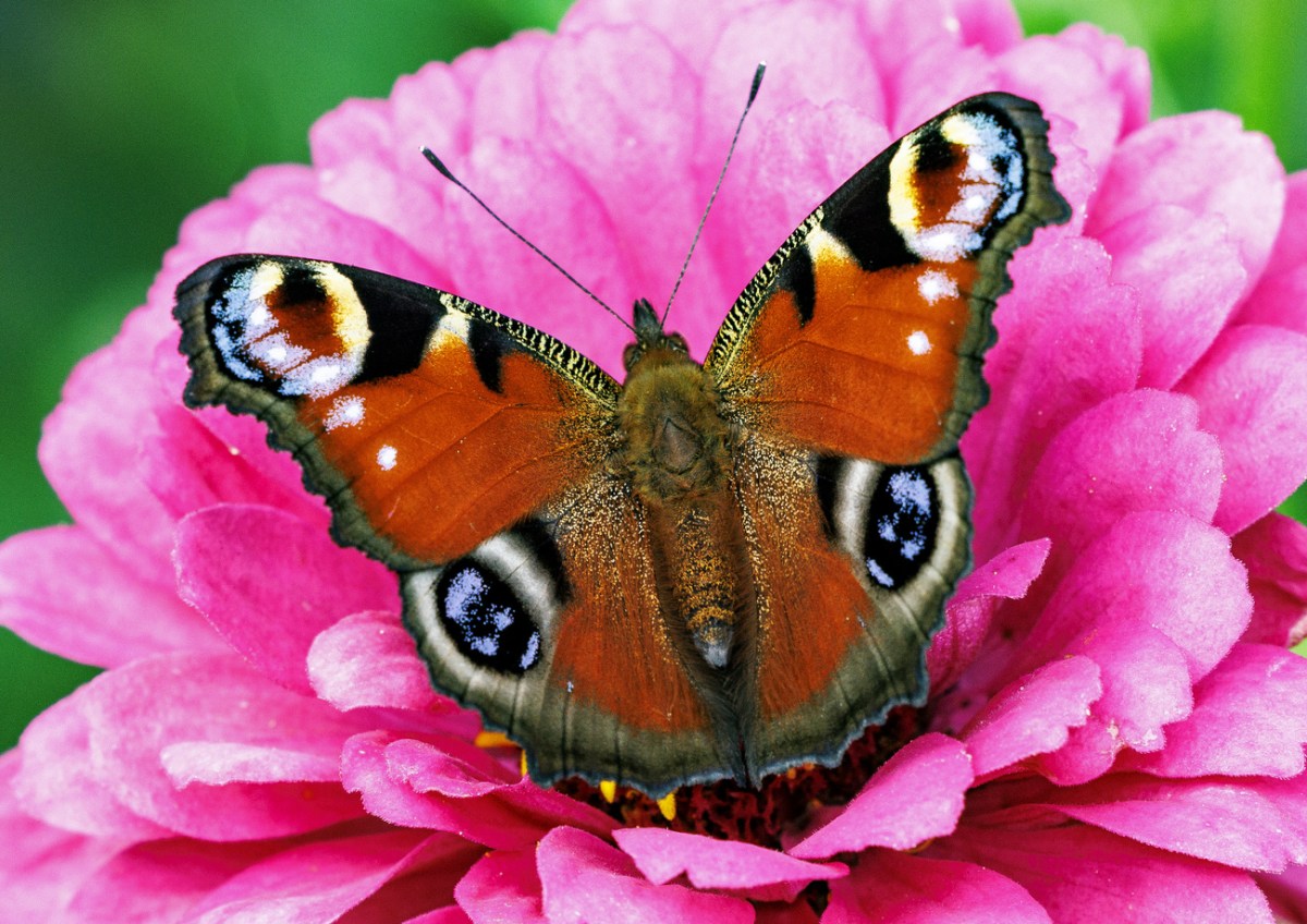 Colourful dialect words face extinction - SWI swissinfo.ch