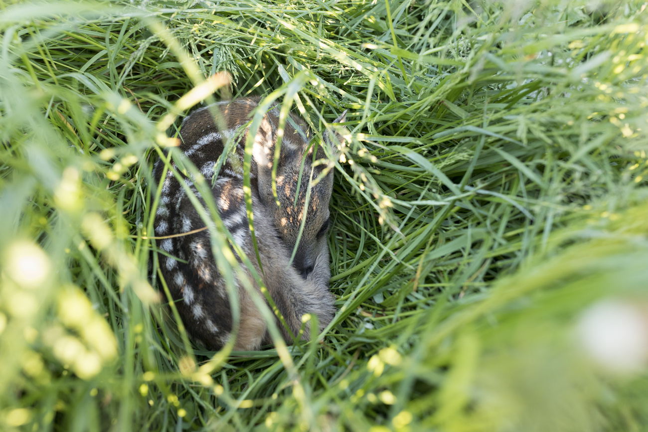 sleeping fawn in long grass