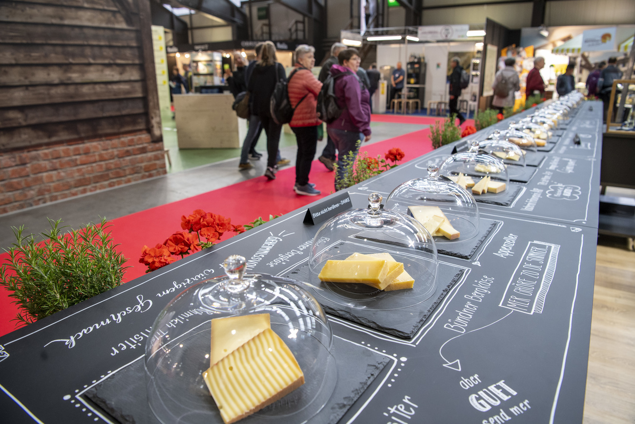 Selection of Swiss cheeses at a cheese expo
