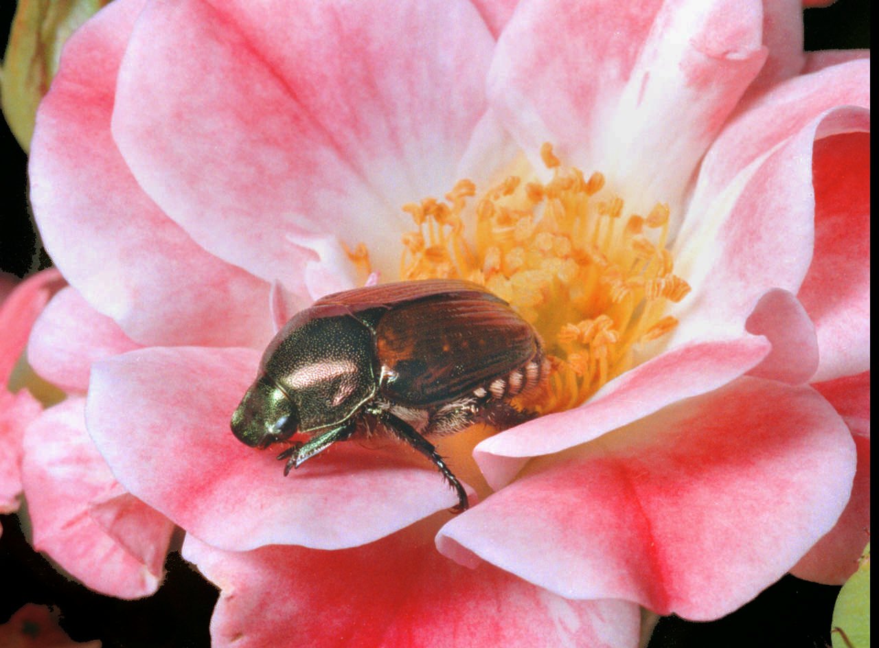 beetle sitting in a pink rose