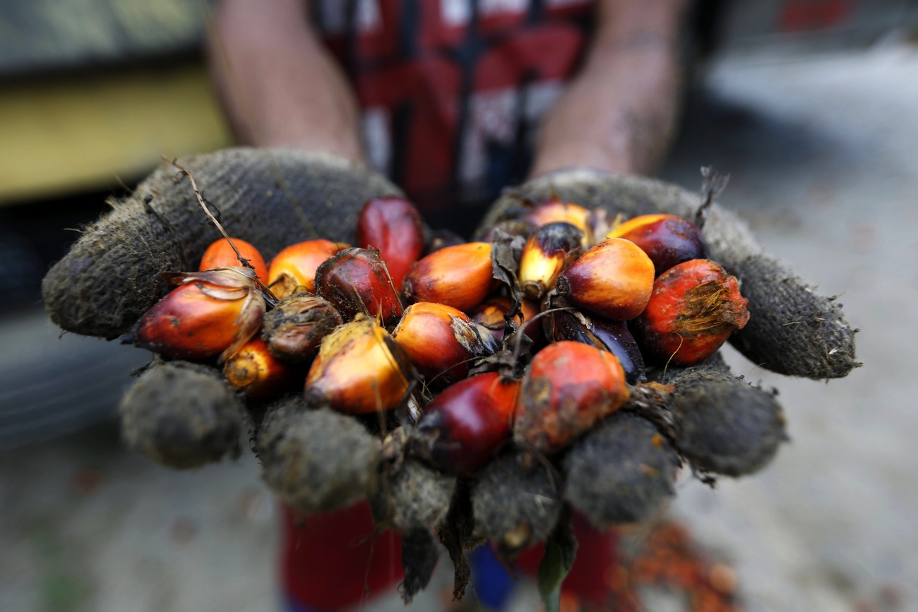 Palm oil farmer