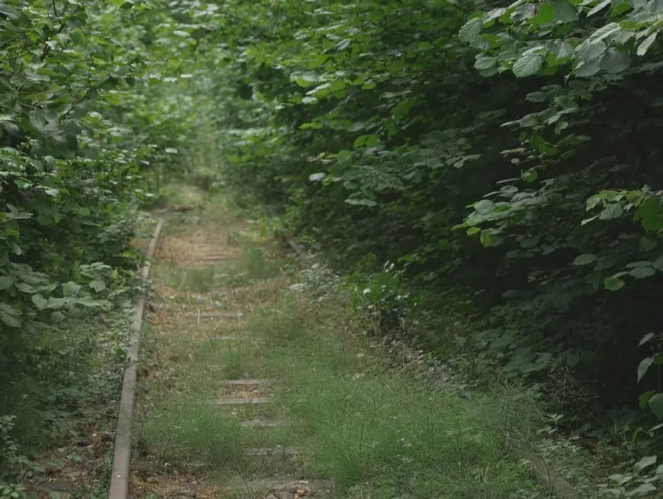 abandoned rail tracks with overgrowing bushes