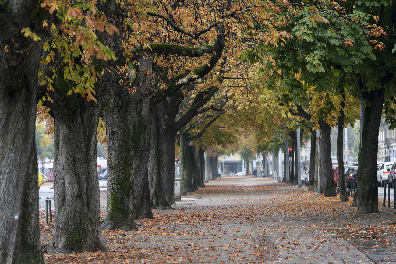 fila di alberi