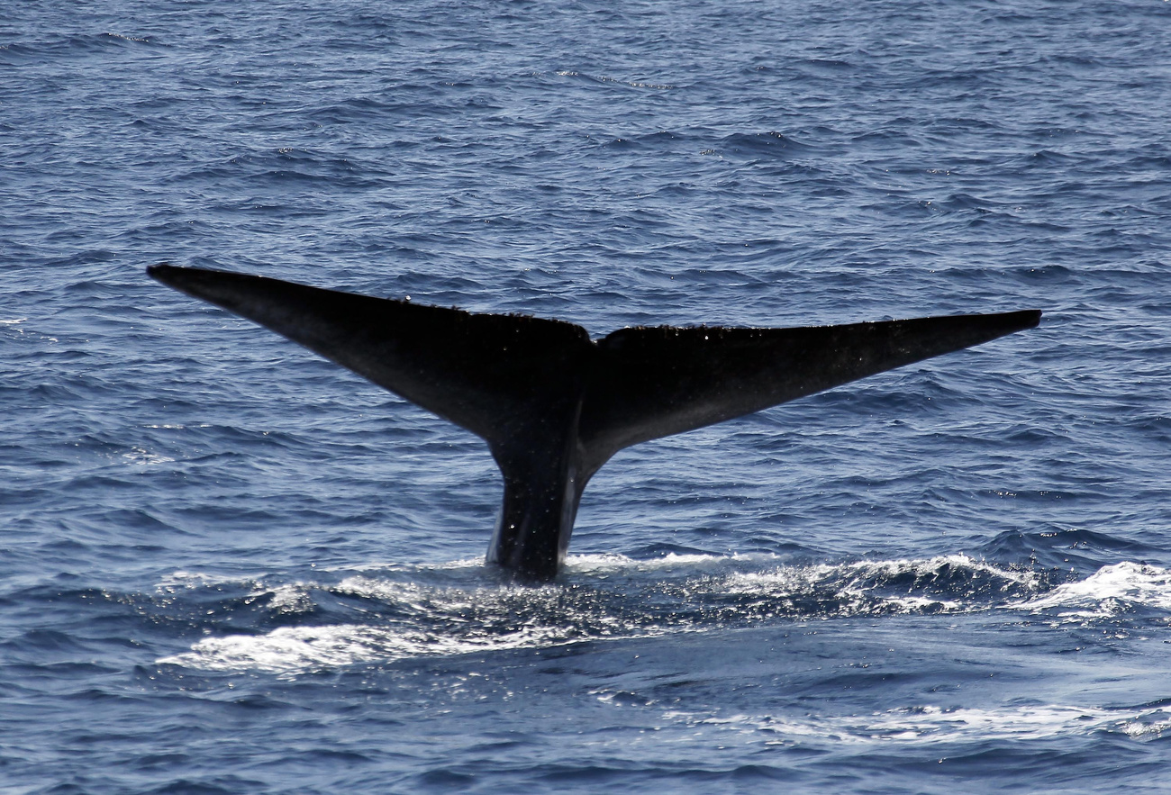 Blue whale tail