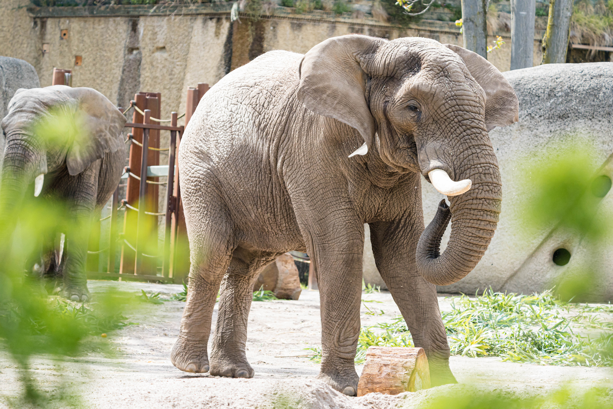 Tusker, a bull elephant, who died at Basel Zoo on Wednesday.