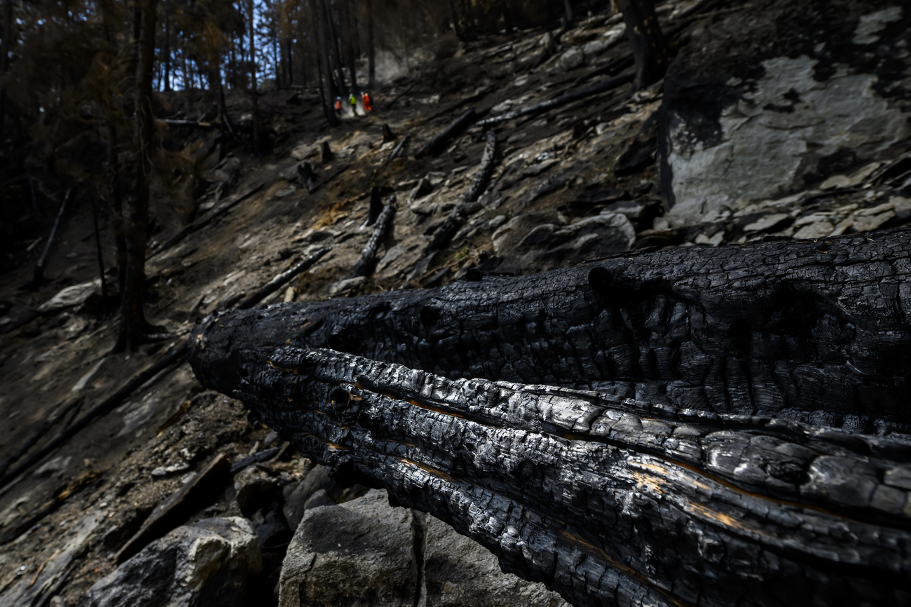 charred remains of a spruce tree