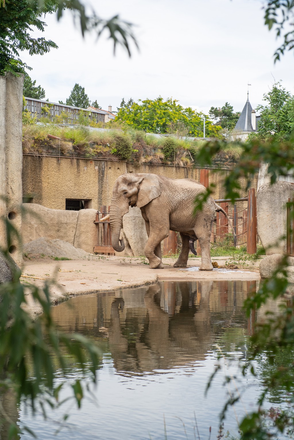 Tusker allo zoo di Basilea