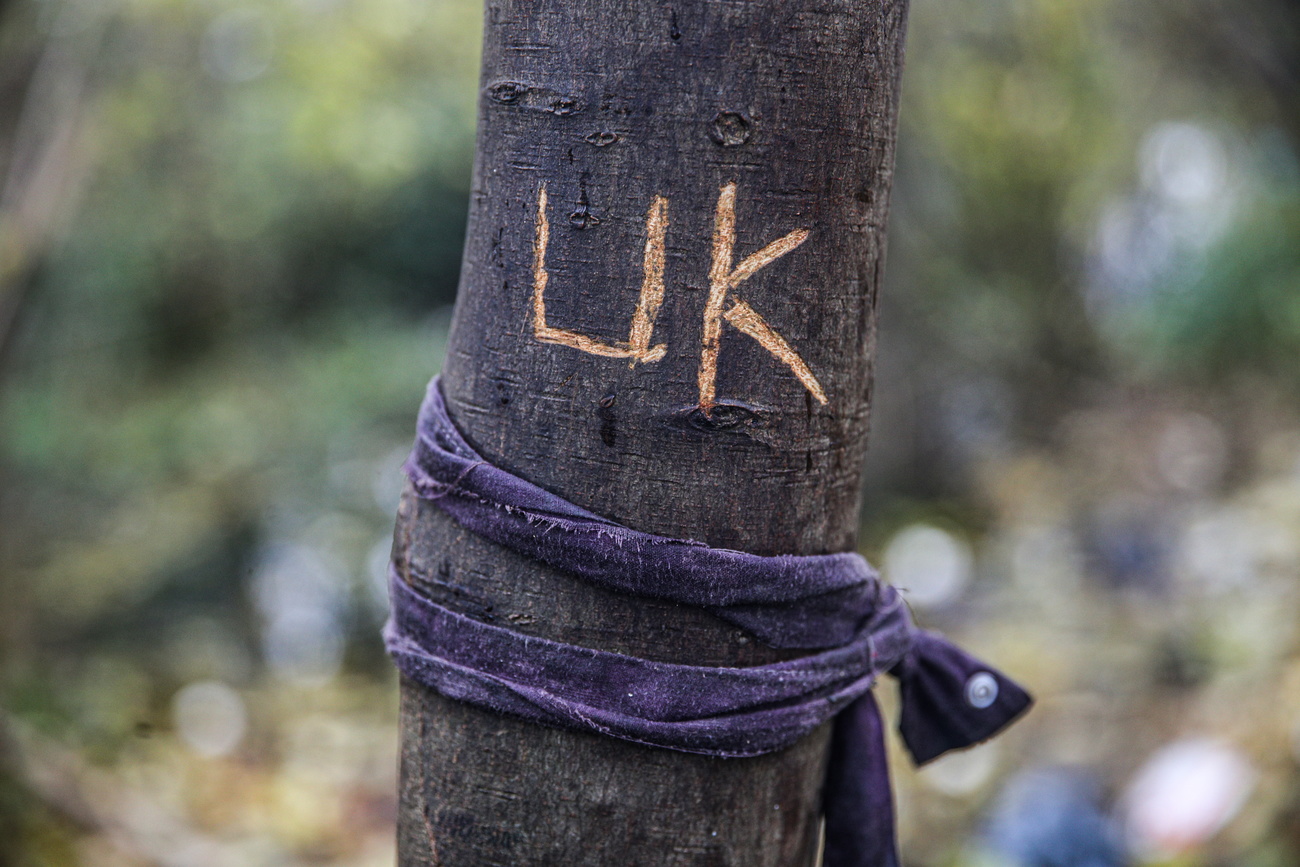 scritta UK incisa sul tronco di un albero