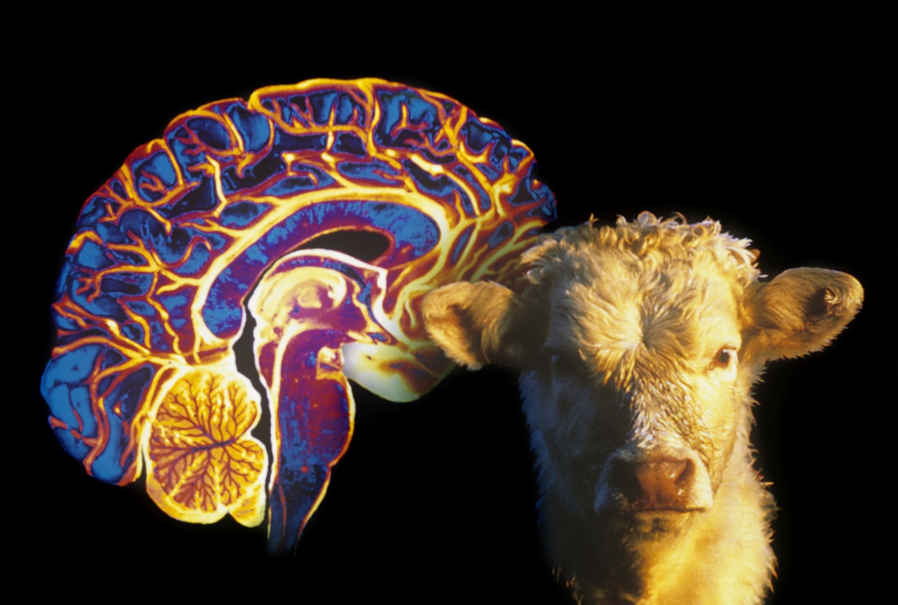 Das Gehirn und das Antlitz einer Kuh
