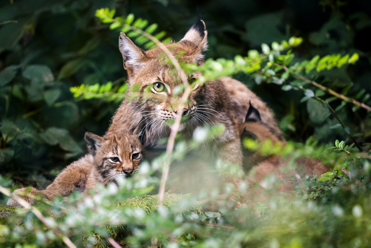 lince con cucciolo