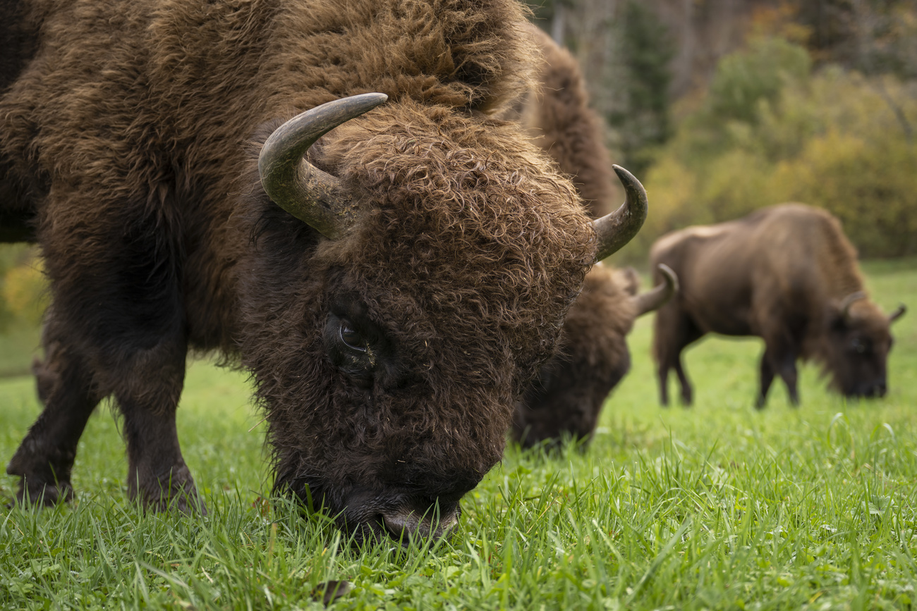 Bisons en train de brouter