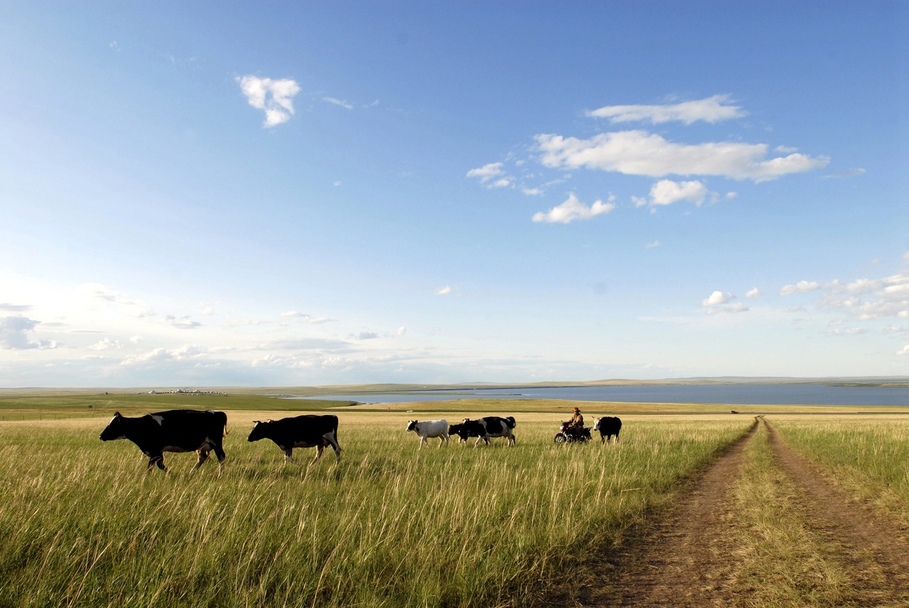 Kühe auf einer Weide in der Mongolei