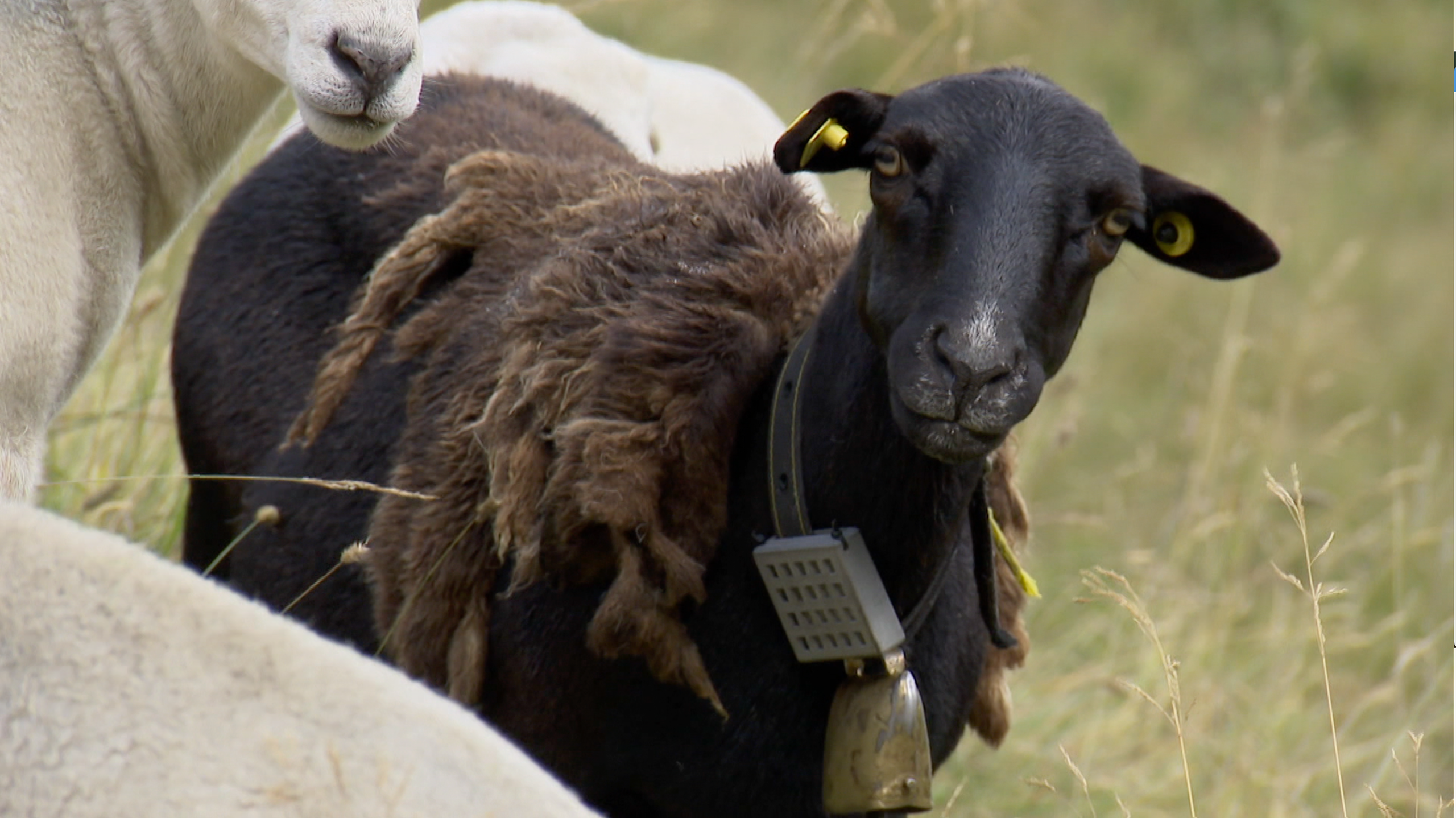 Picture of a sheep with a black collar