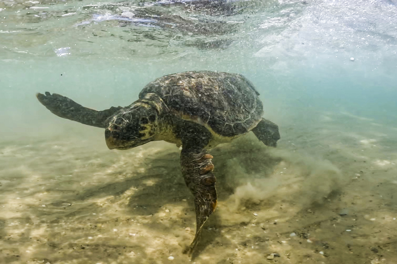 turtle