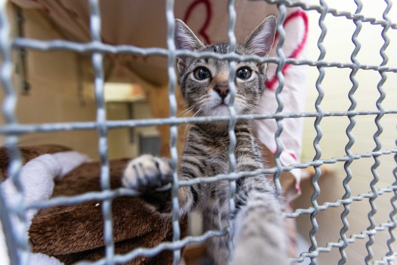 cat in animal shelter in Switzerland