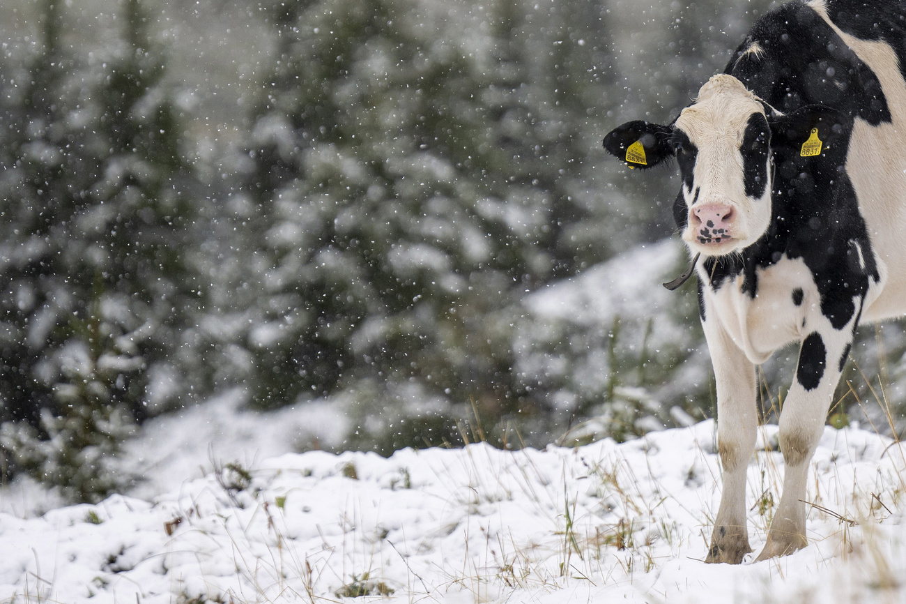 Cow stands in the snow