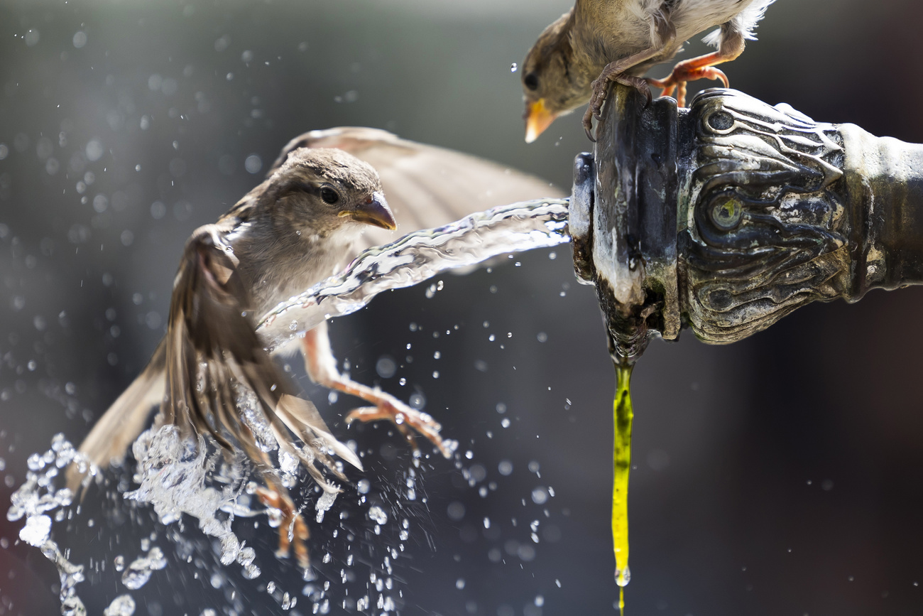 sparrows cooling off in a jet of water