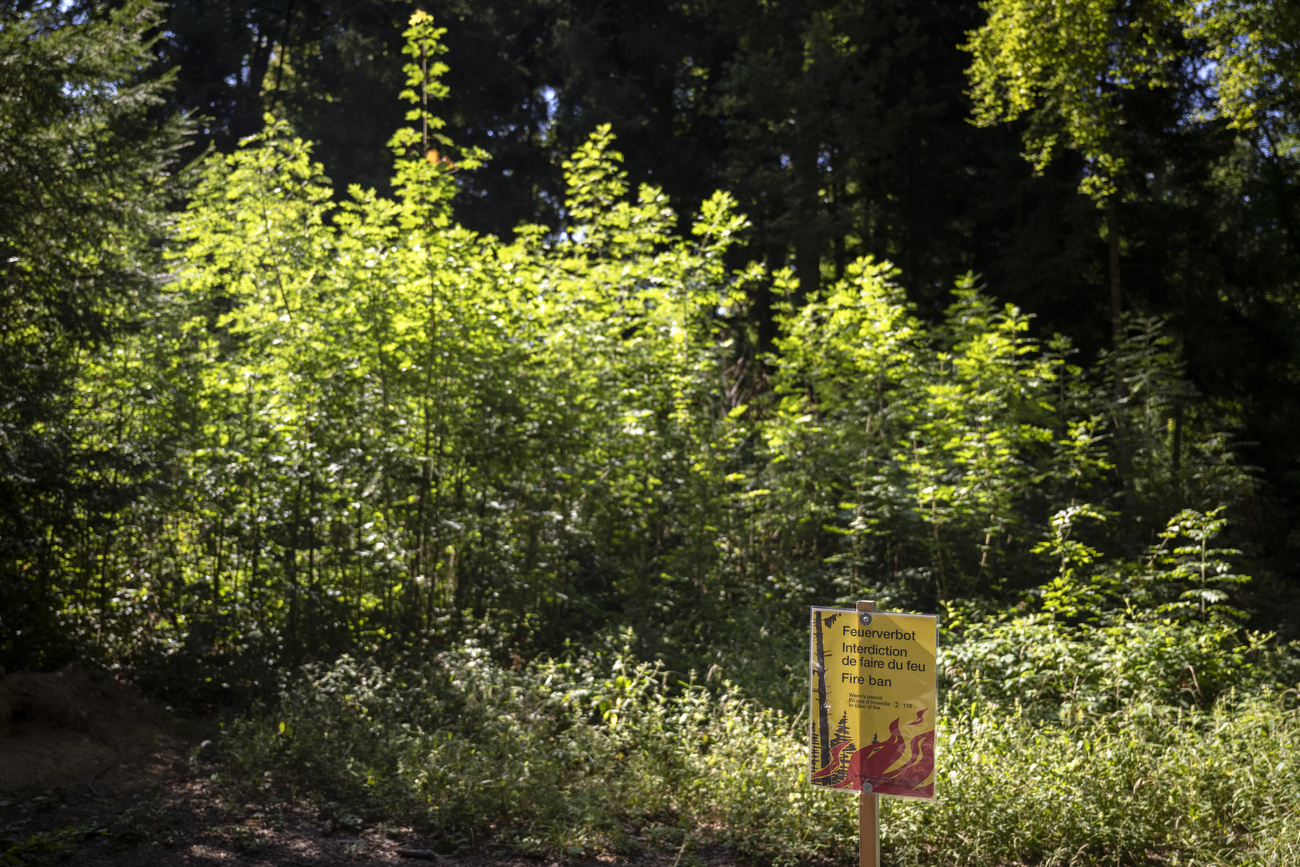 Foresta svizzera