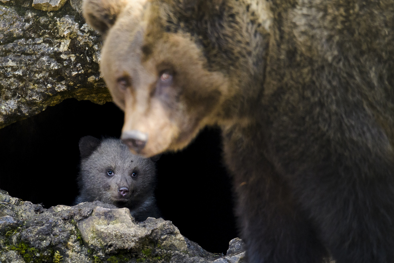 orso con il suo cucciolo