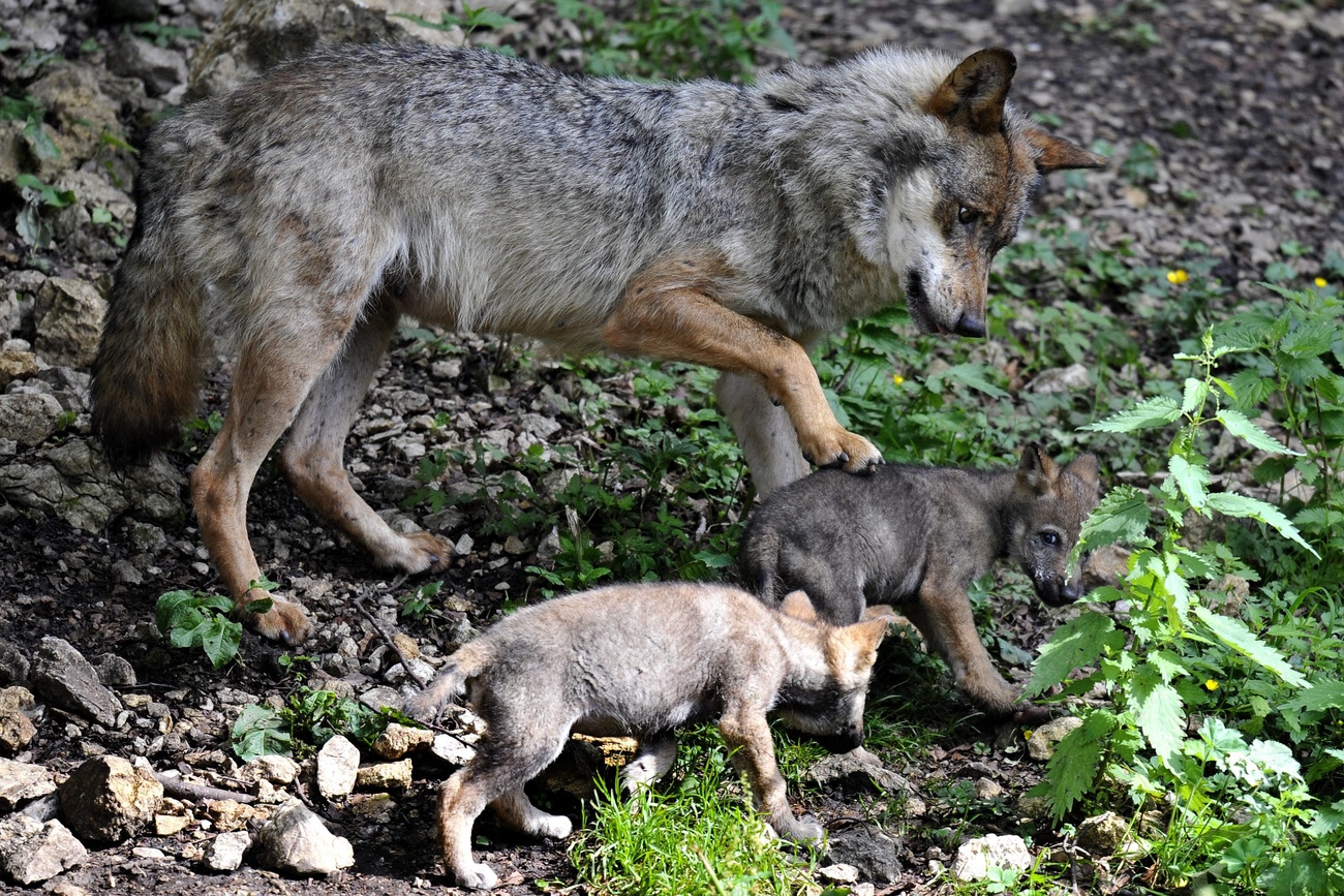 Two wolf cubs with their mother