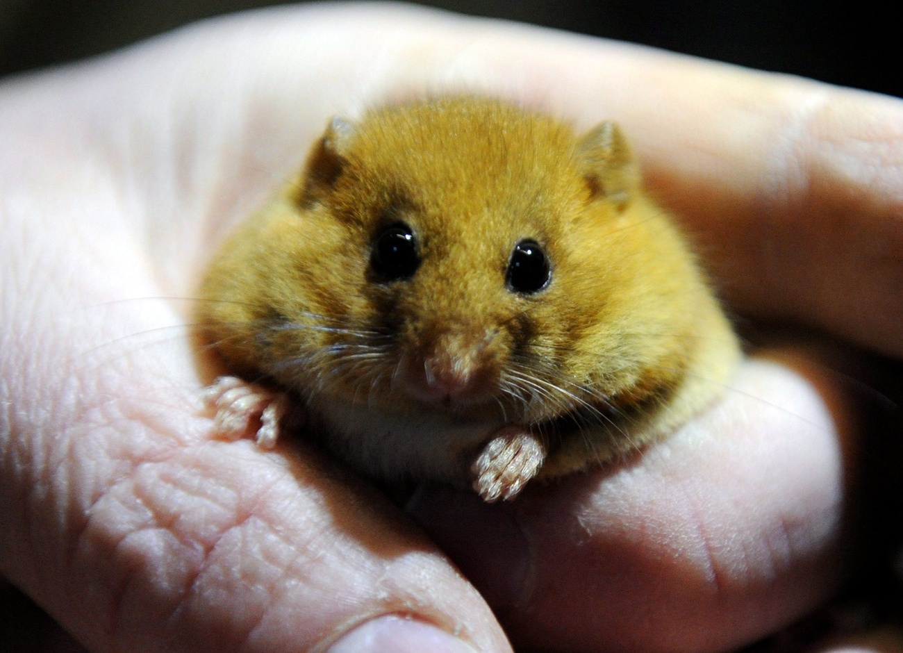 dormouse