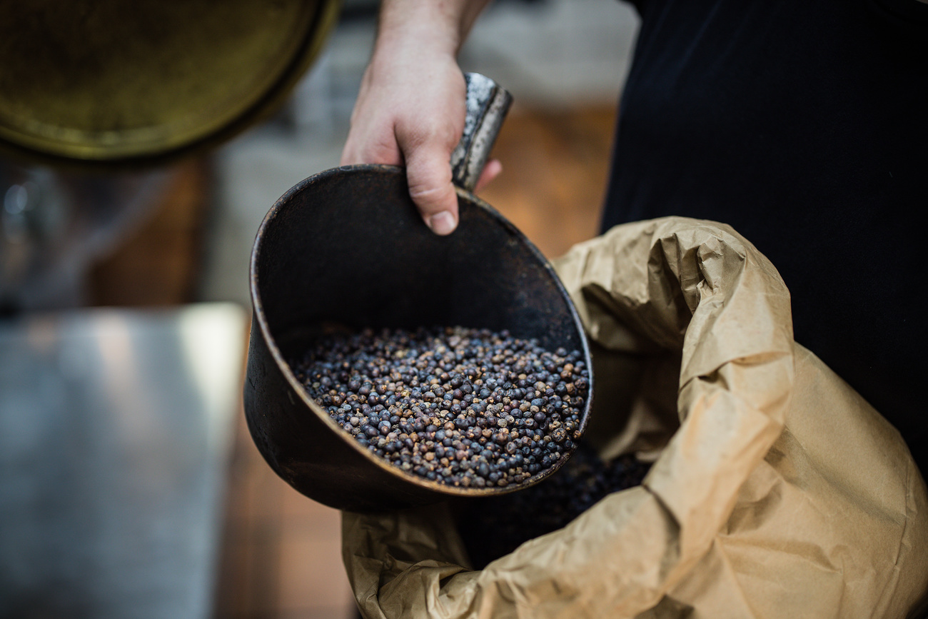 Bacche di ginepro per la lavorazione del gin in Svizzera.