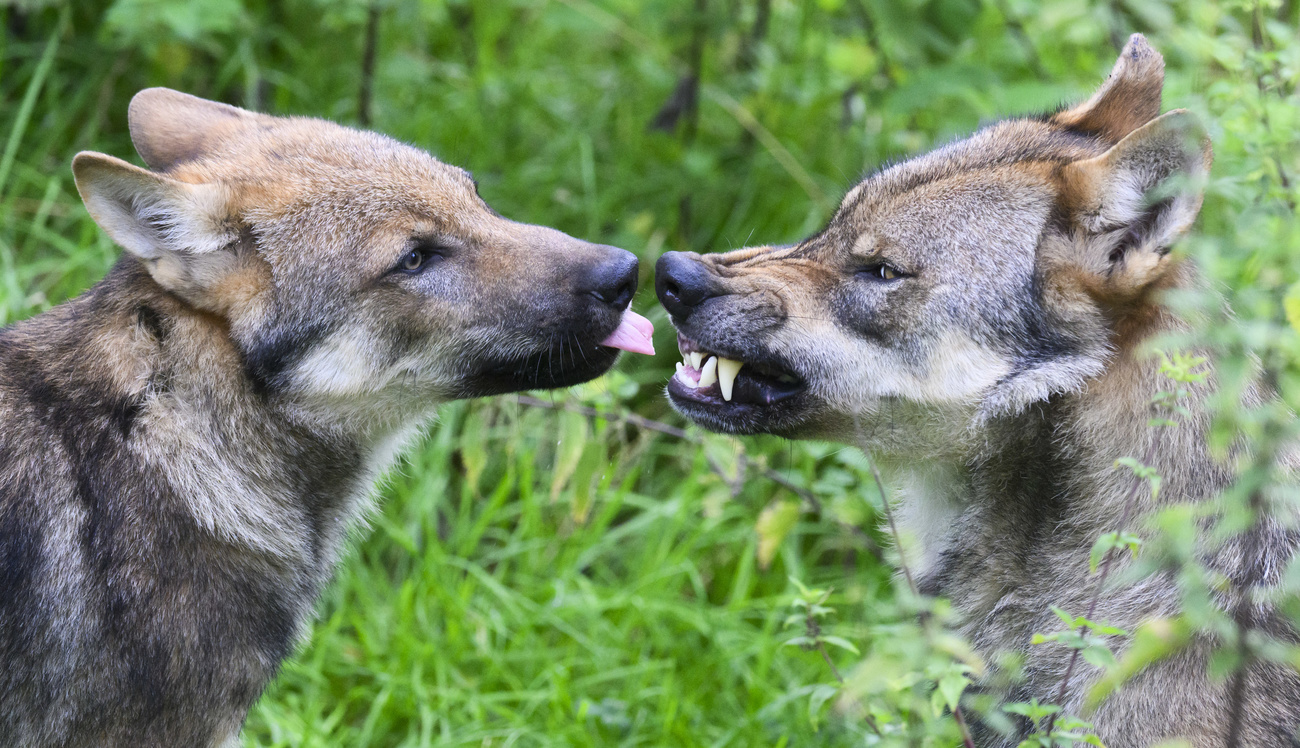 due lupi uno di fronte all altro, uno lecca il naso dell altro che mostra i denti