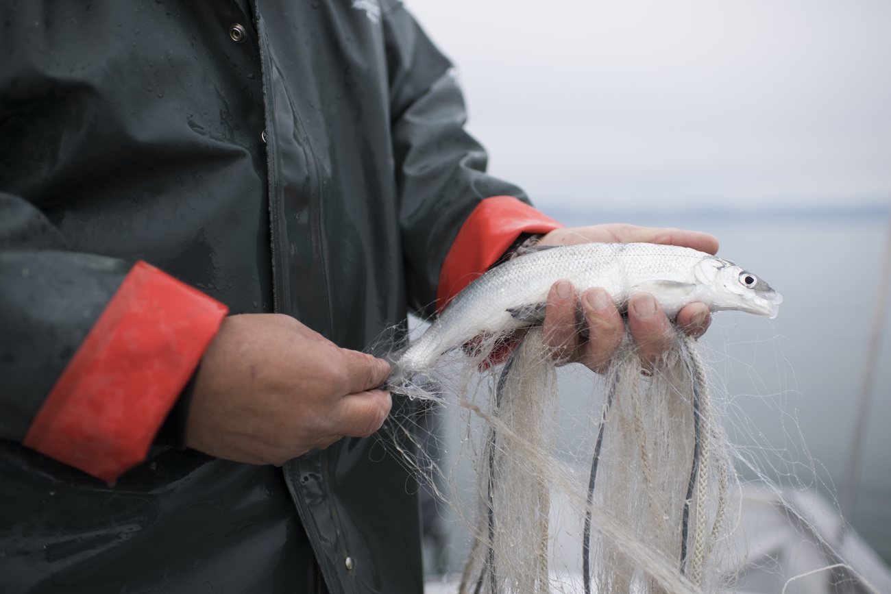Ein Fischer hält einen frisch gefangenen Fisch in der Hand