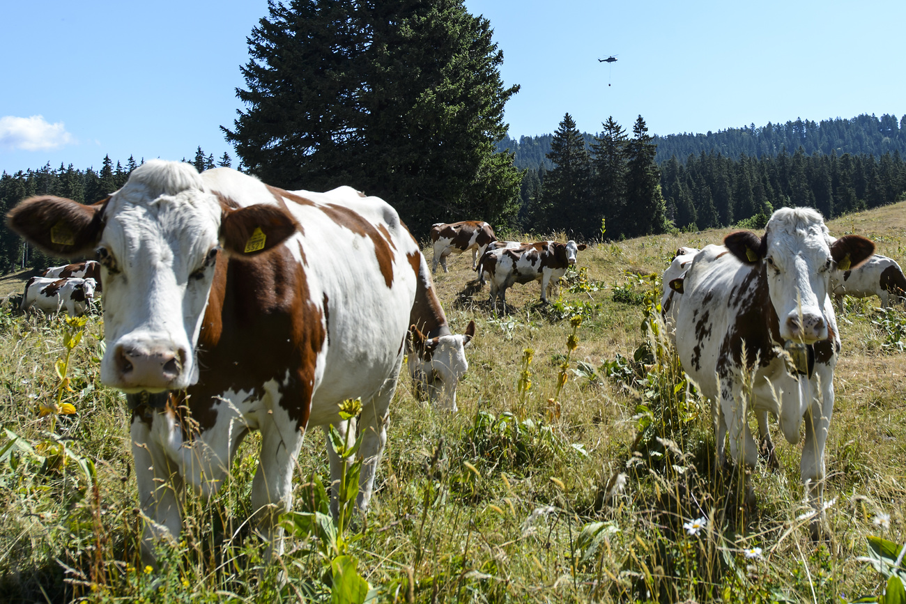 Schweizer Milchkühe profitieren von besseren Bedingungen, als ihre Kolleginnen im Ausland.
