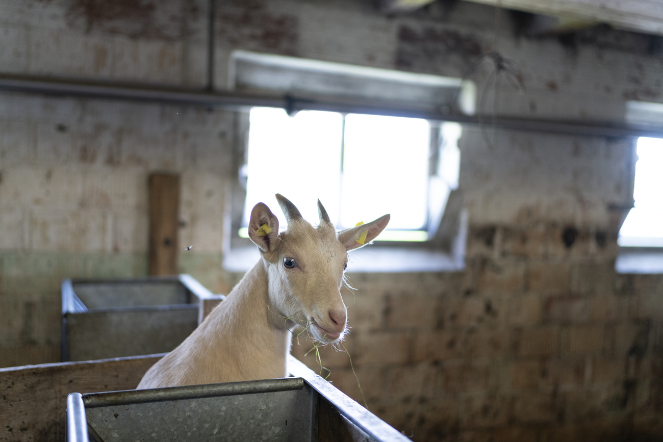 capra bianca in una stalla