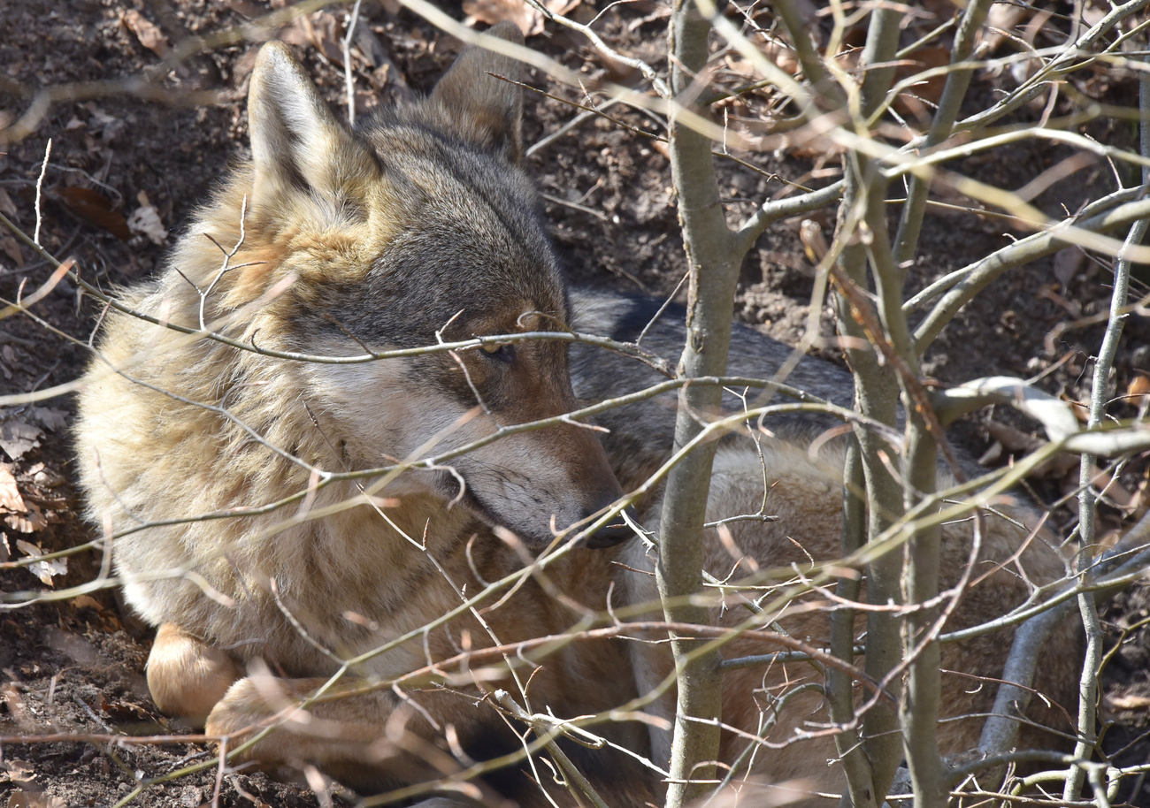 Wolf at Vaud animal park.