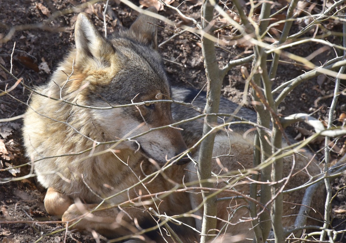 Wolves shot in western Switzerland - SWI swissinfo.ch