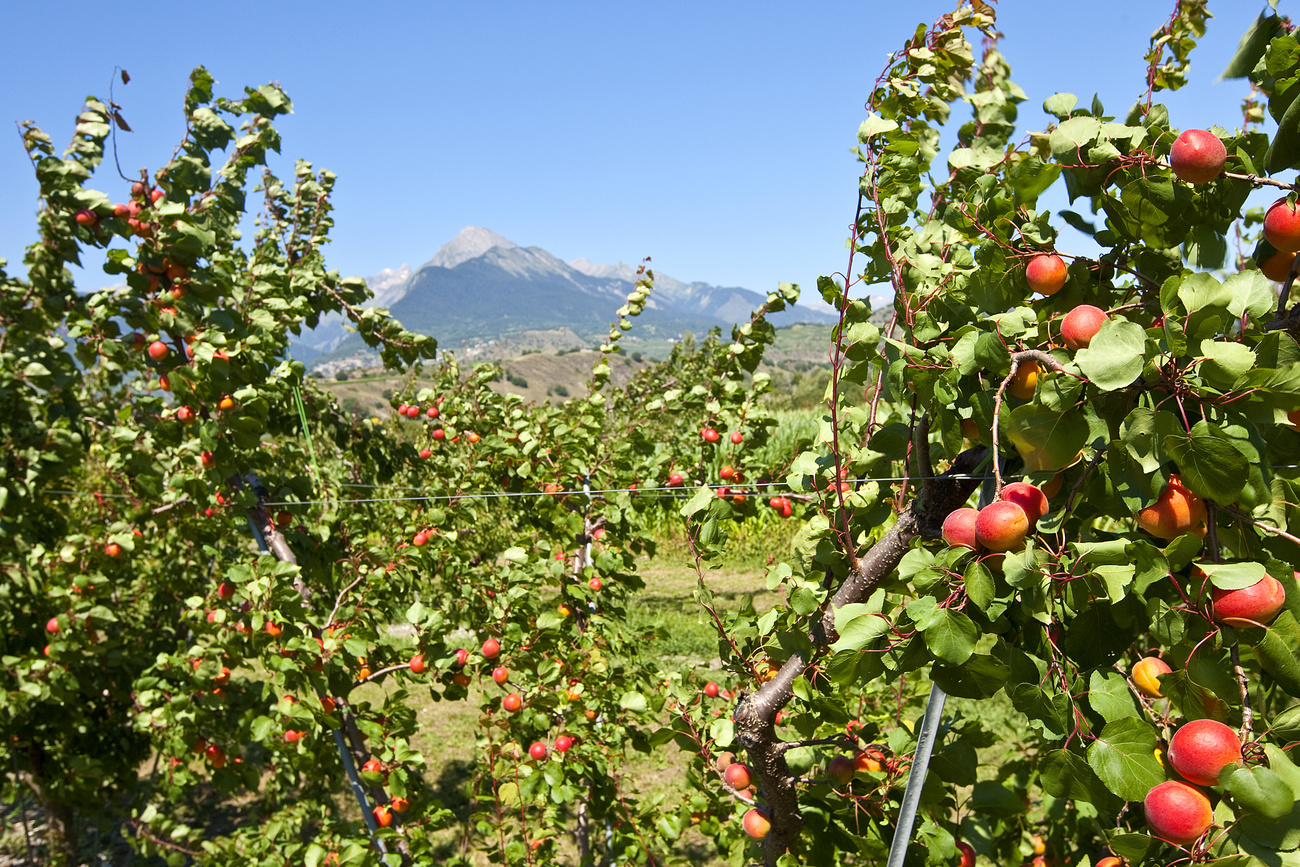 Albaricoqueros en el cantón de Valais, Suiza