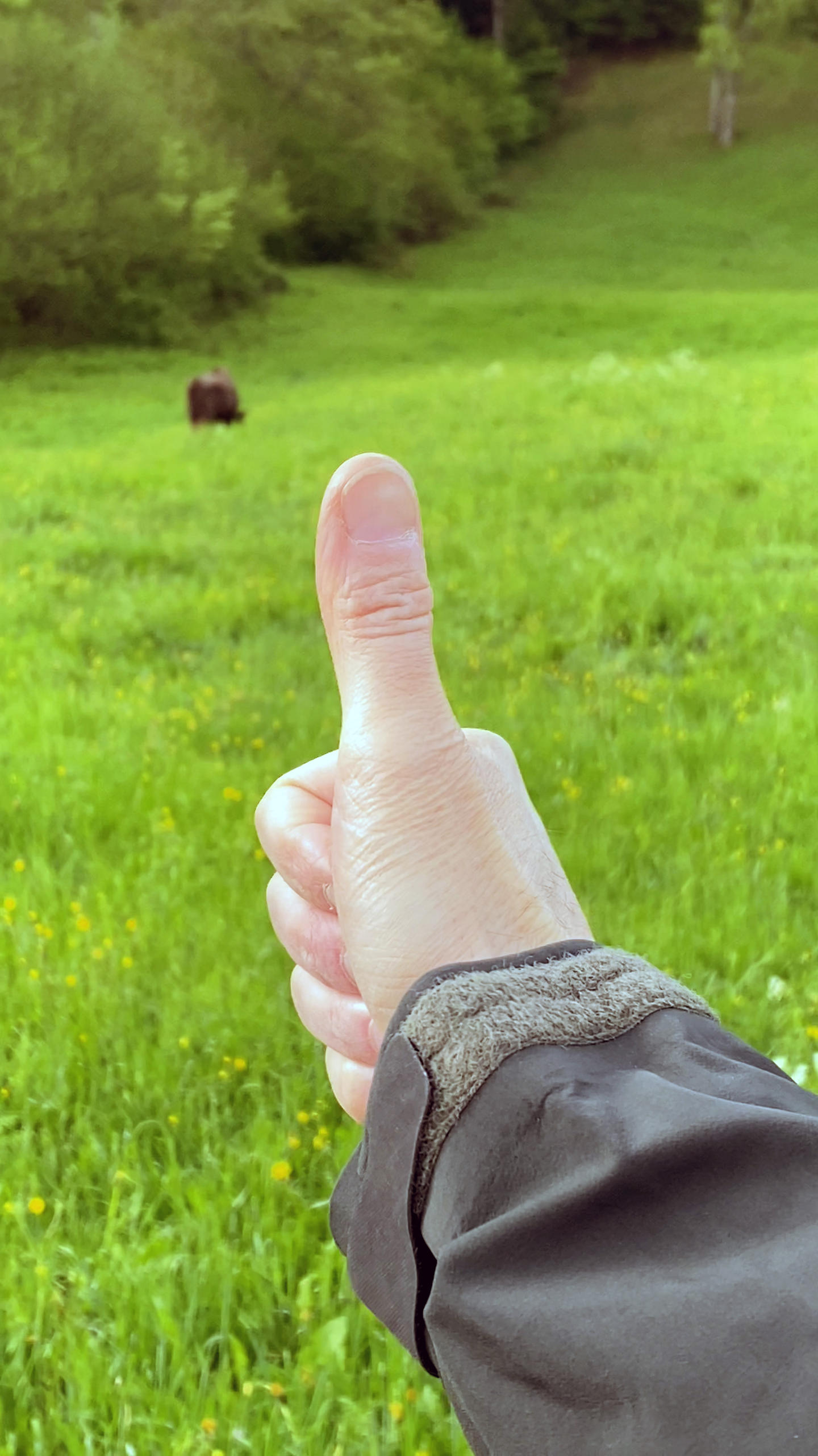 Hand mit hochgestrecktem Daumen, dahinter in der Ferne ein Wisent