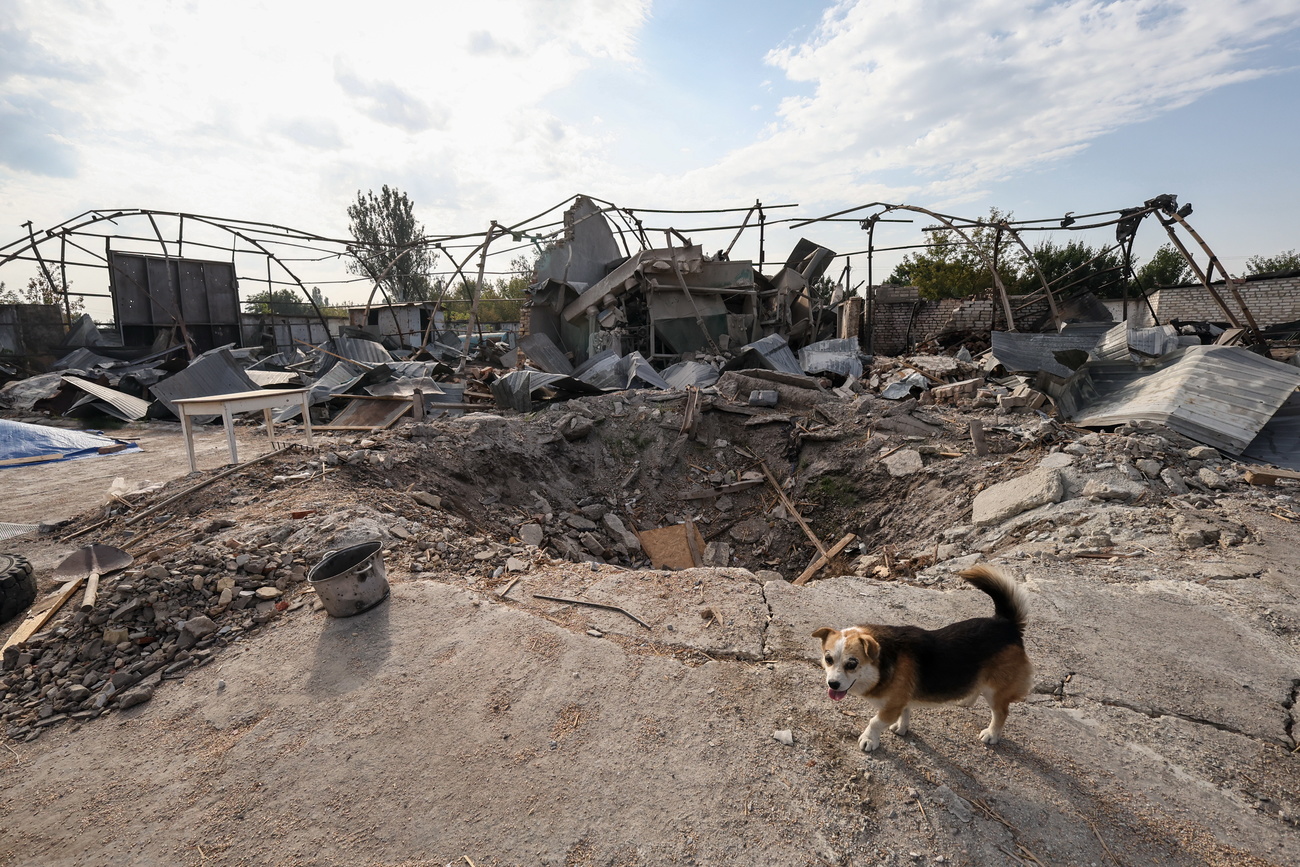 A dog stands near a bomb crater in Ukraine