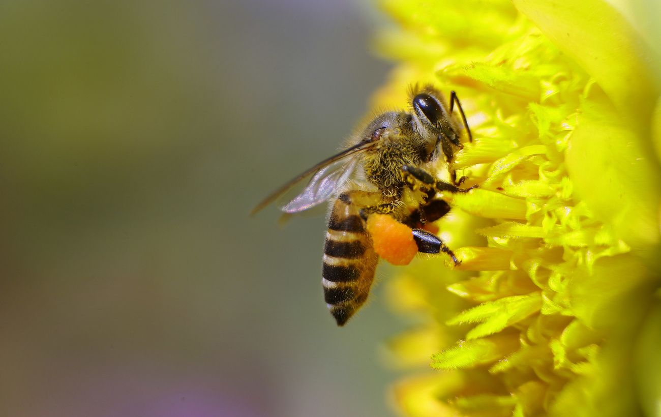 Photo of a bee on a flower