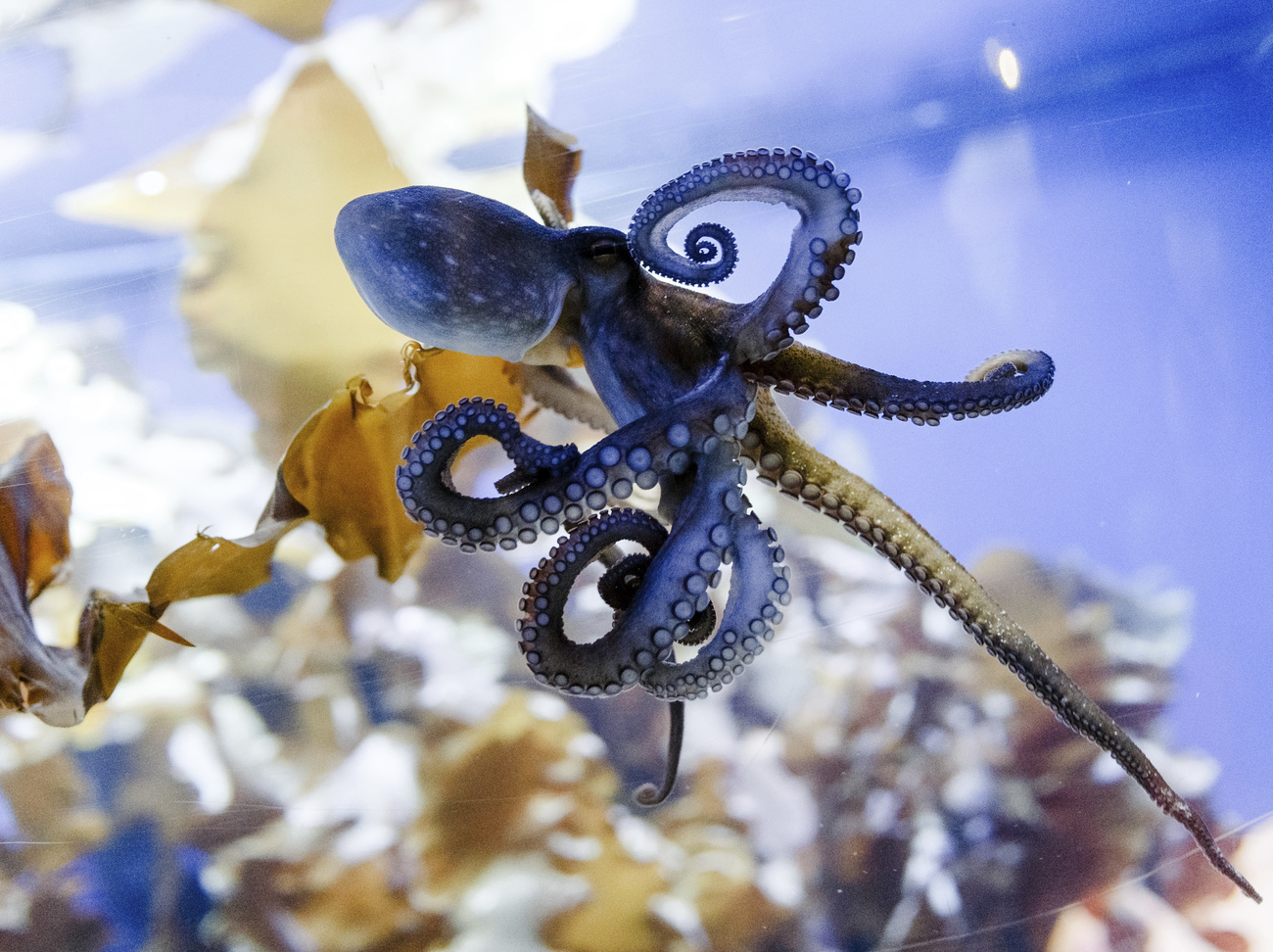 octopus tentacles,