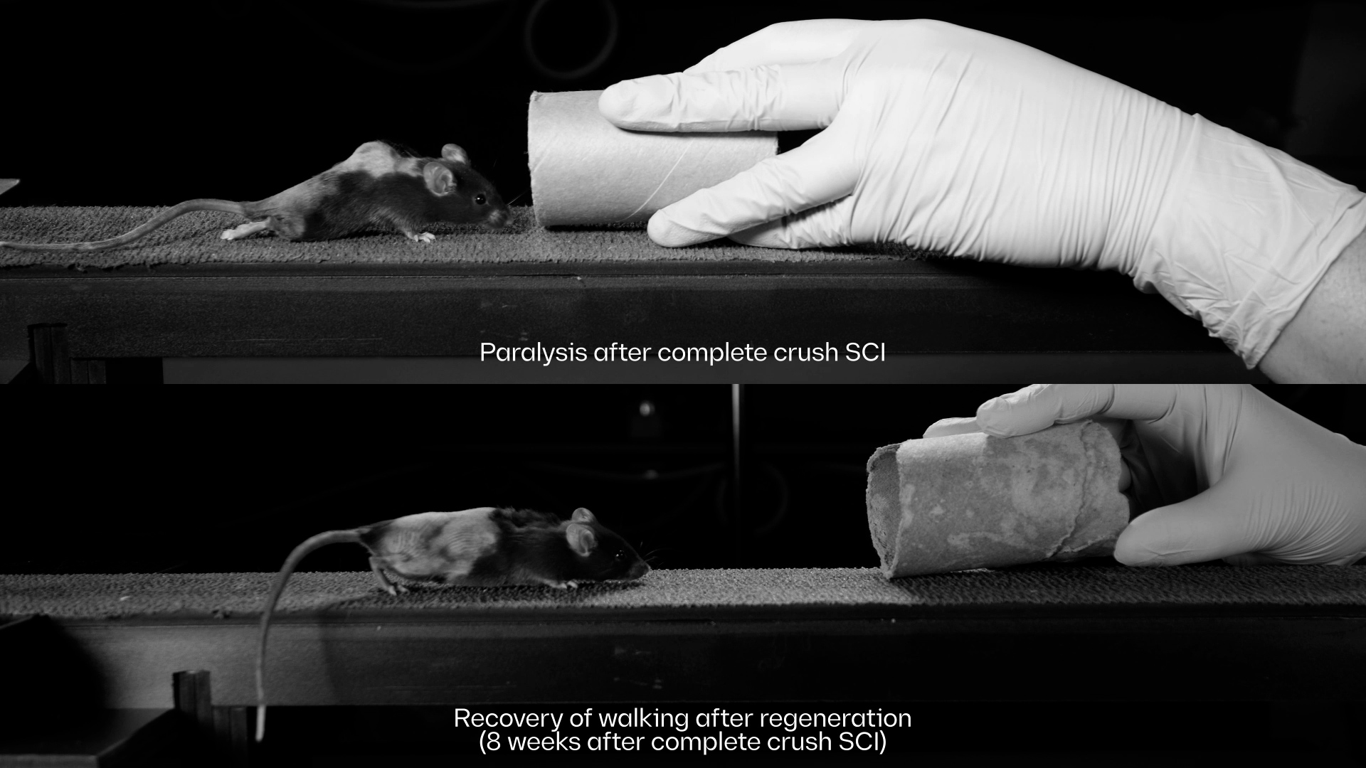 Photo of two mice walking towards the hands of a researcher