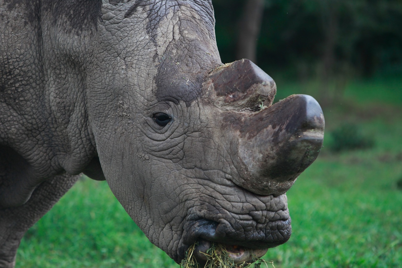The last male white rhino