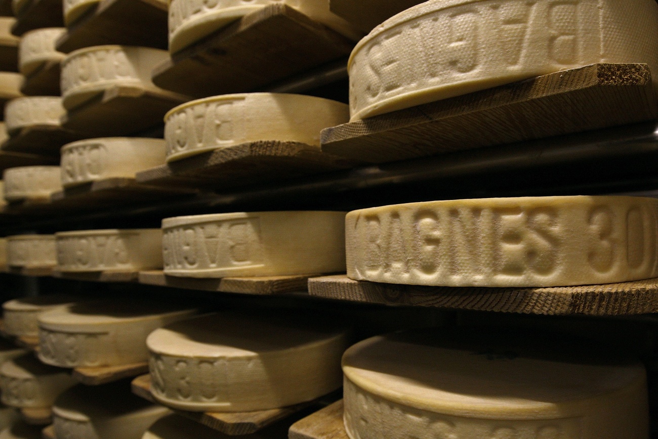 熟成中のチーズが並んだ棚