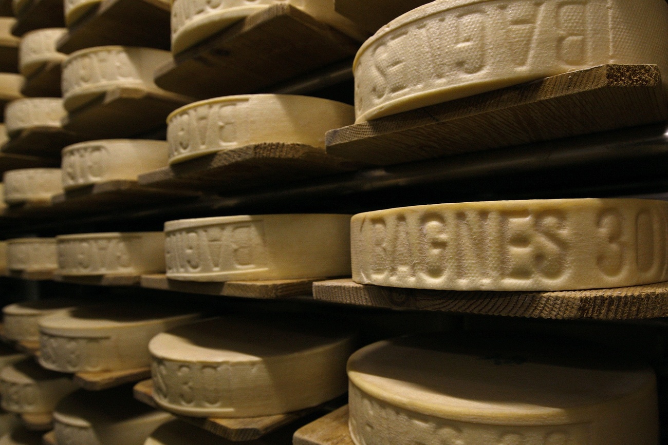 Forme di formaggio in una cantina