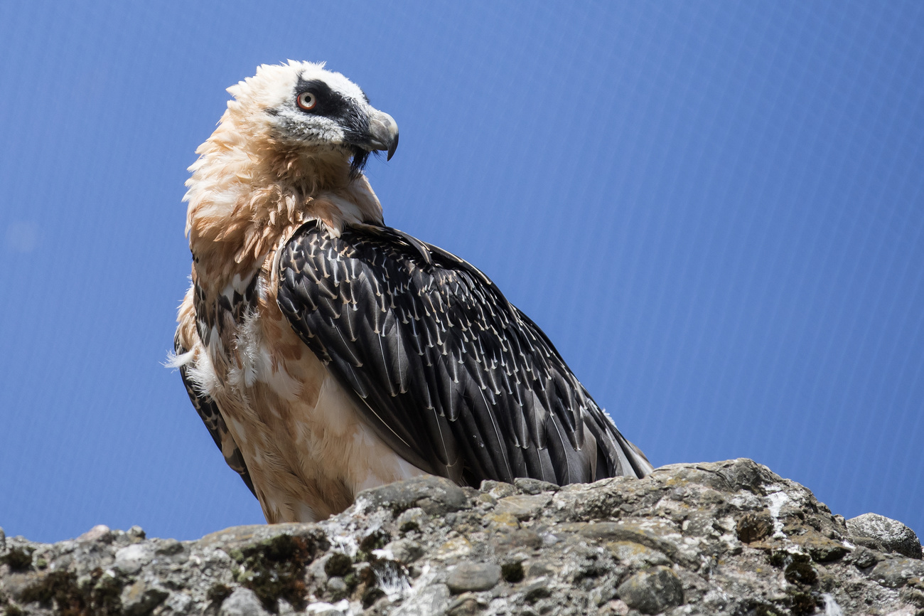 Un gipeto barbuto, un rapace in via di estinzione.