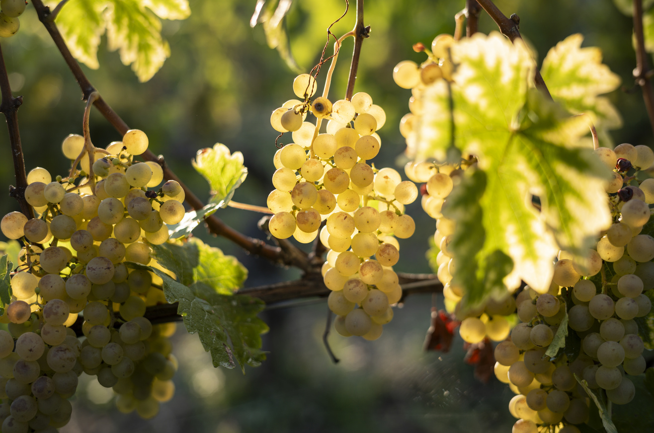 grapes in sunshine