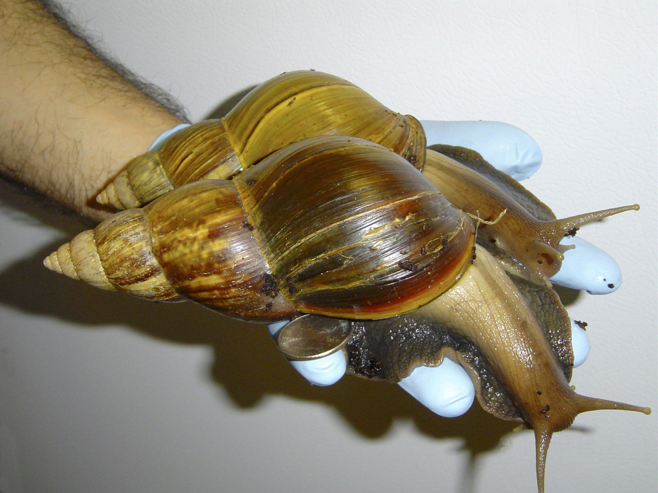 snail