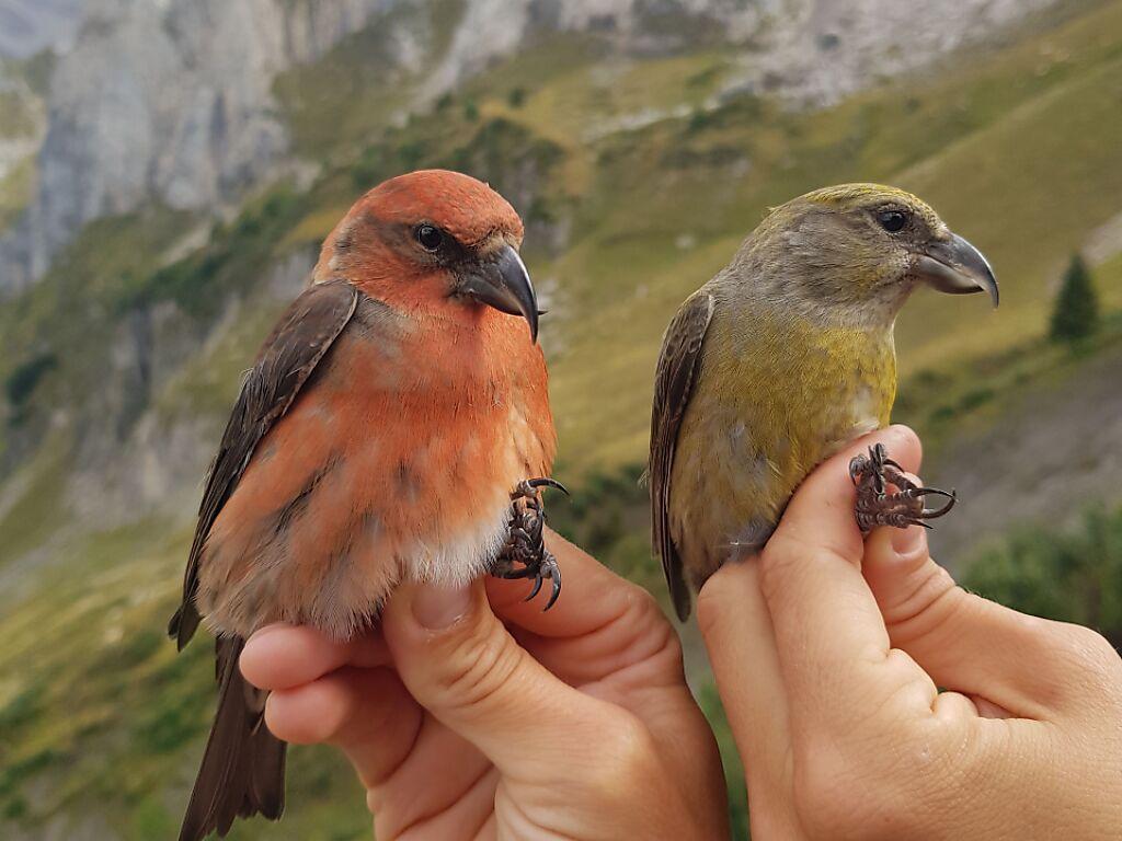 Two crossbills