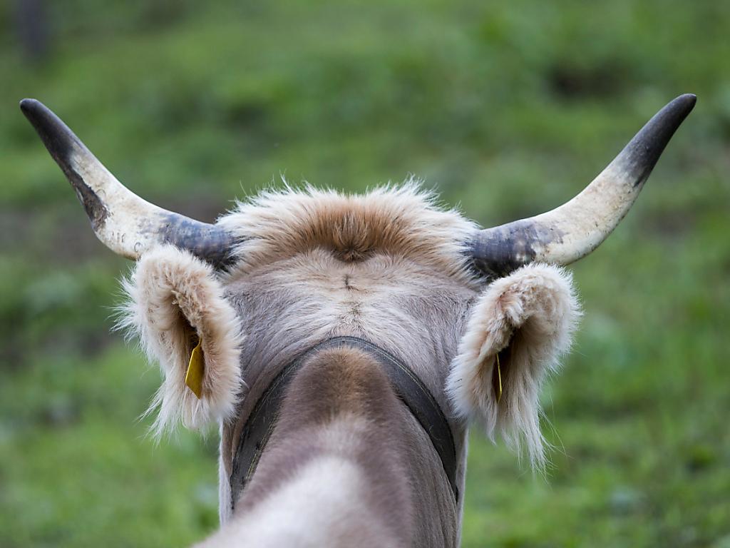 Kopf einer Kuh mit Hörnern von hinten aufgenommen