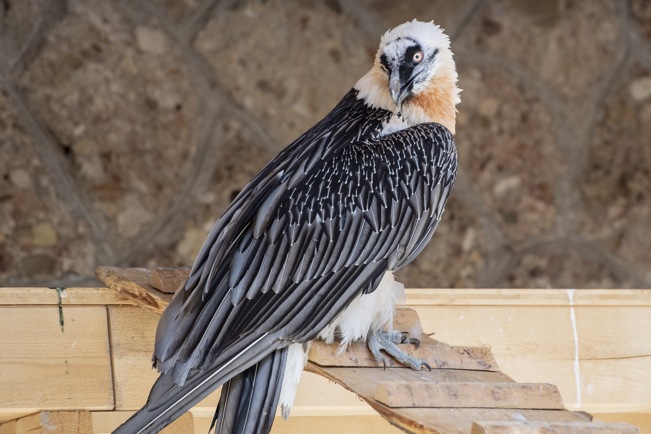 bearded vulture