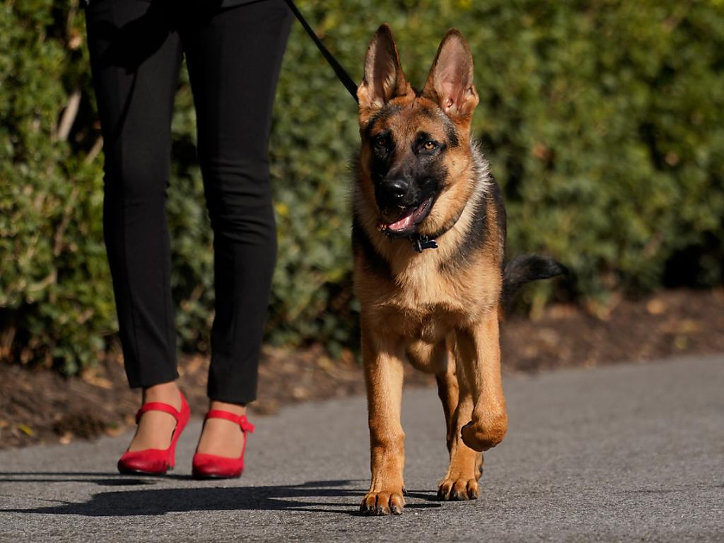 Commander, le chien mordeur des Biden, a quitté la Maison-Blanche - SWI ...