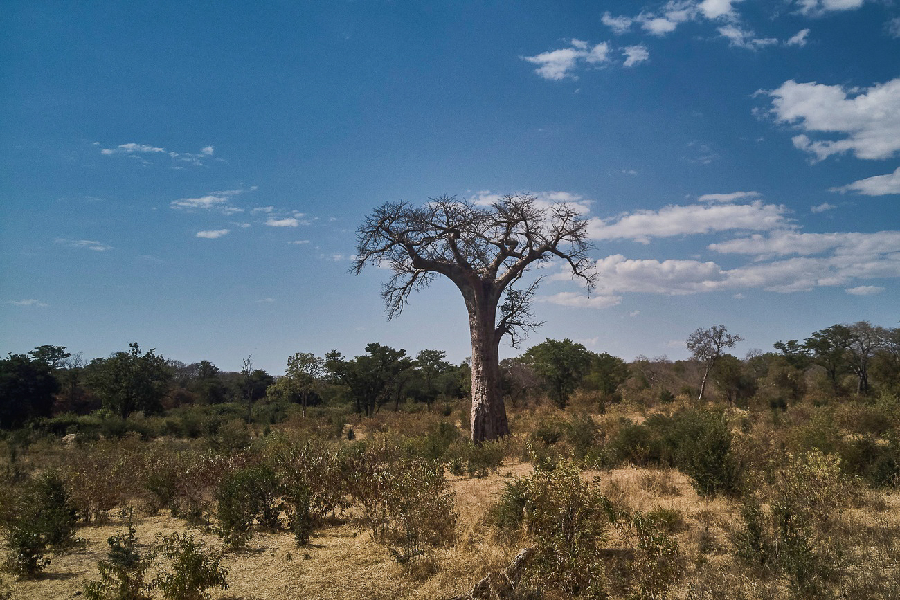 foresta nello zimbabwe
