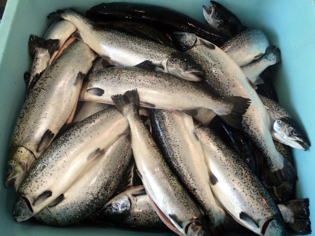 Swiss Fish Lachszucht-Startup Swiss Blue Salmon holt zwei neue Investoren - SWI ...